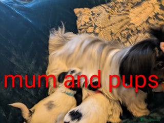 Biewer Terrier dogs Adorable Purebred Biewers - Advert 4