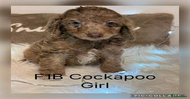 Cockapoo dogs F1B Cockapoo’s  - Advert 9