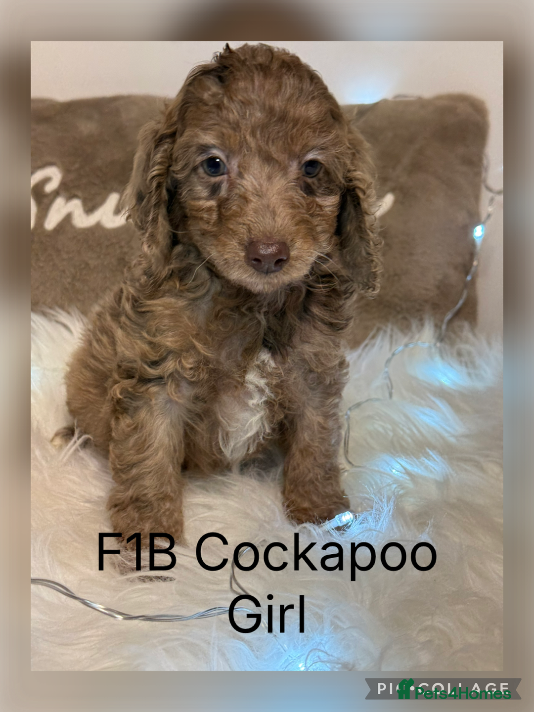 Cockapoo dogs for sale: F1B Cockapoo’s  - Advert 2