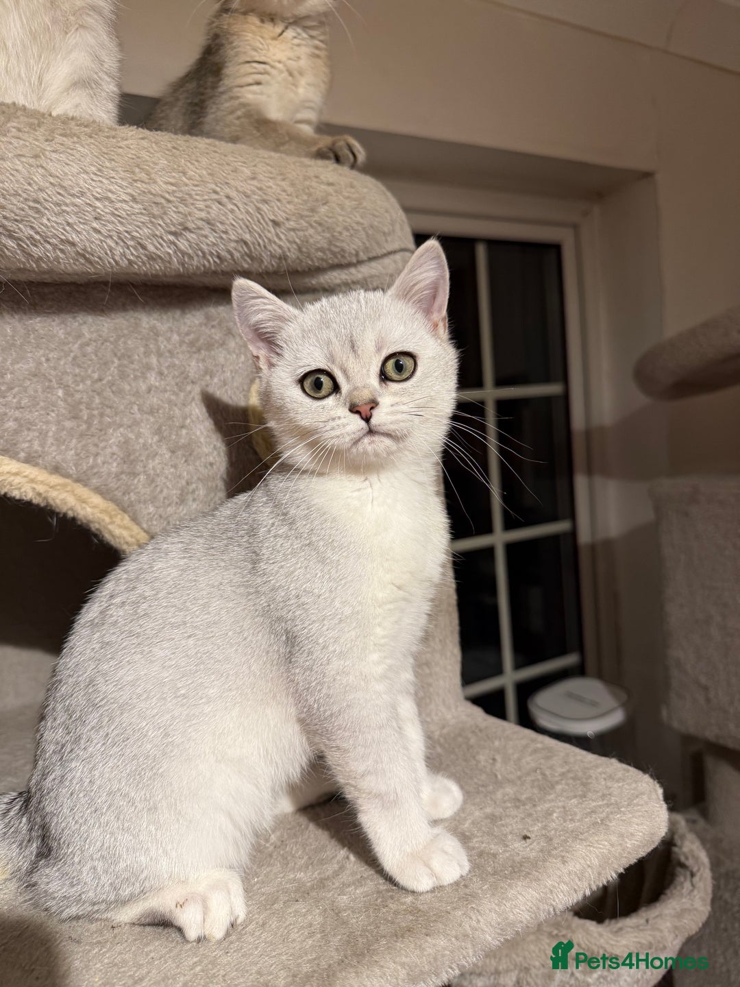 British Shorthair cats for sale: 🐾 British Shorthair Kittens — TICA Registered 🐾 - Advert 7