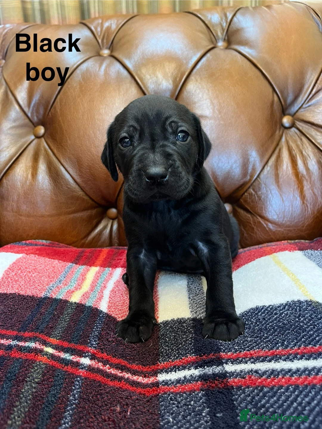 Mixed Breed dogs for sale: 1/9 F2 Weimador / Labmaraner  - Advert 11