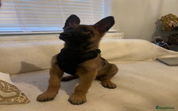 Belgian Shepherd Dog dogs for sale: Belgium Malinois puppy - Advert 3