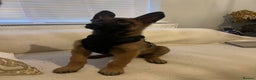 Belgian Shepherd Dog dogs for sale: Belgium Malinois puppy - Advert 4