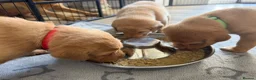 Labrador Retriever dogs for sale: Beautiful Red Fox Labrador Retriever Puppies - Advert 11