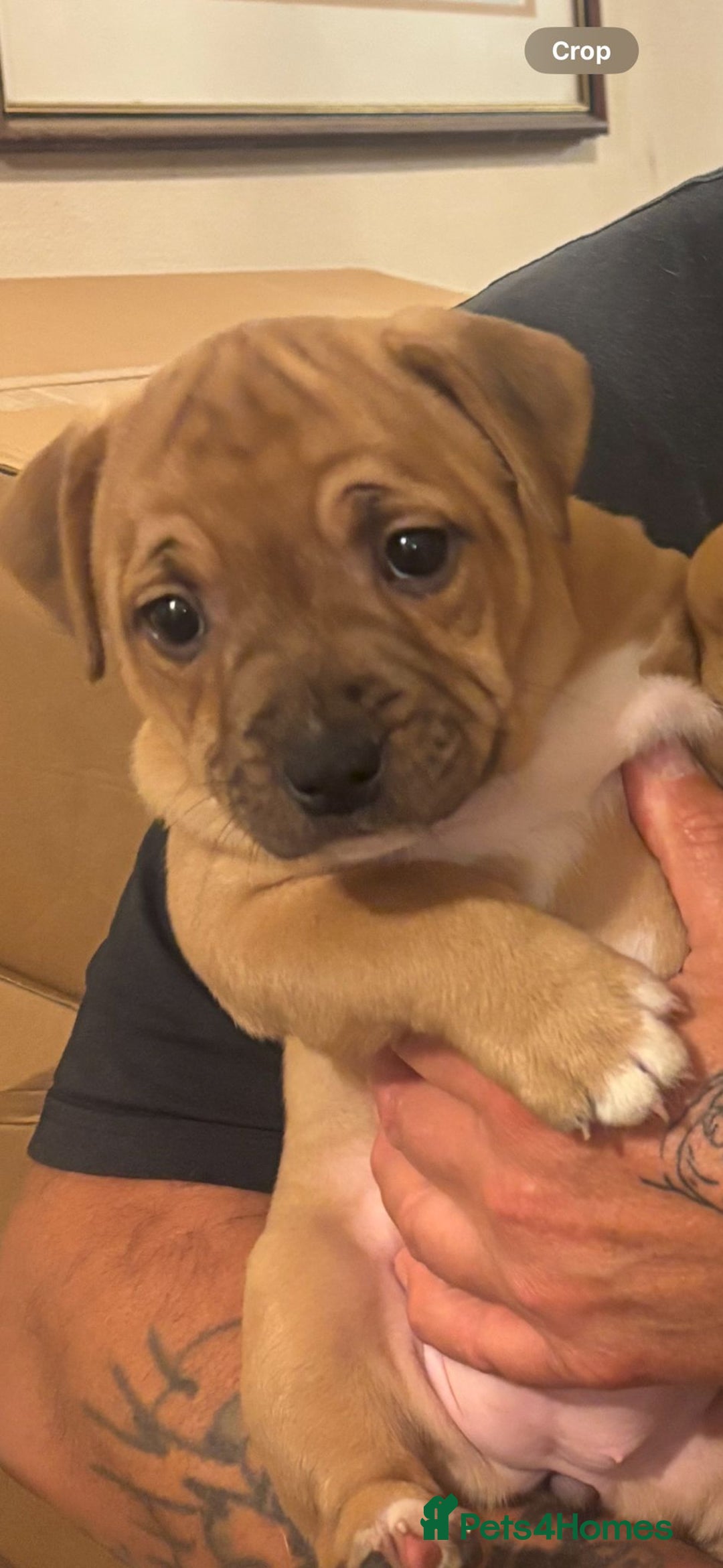 Staffordshire Bull Terrier dogs for sale: Beautiful big puppies  - Image 11