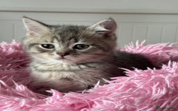 British Shorthair cats for sale: 5 Adorable British Shorthair Kittens - Image 29