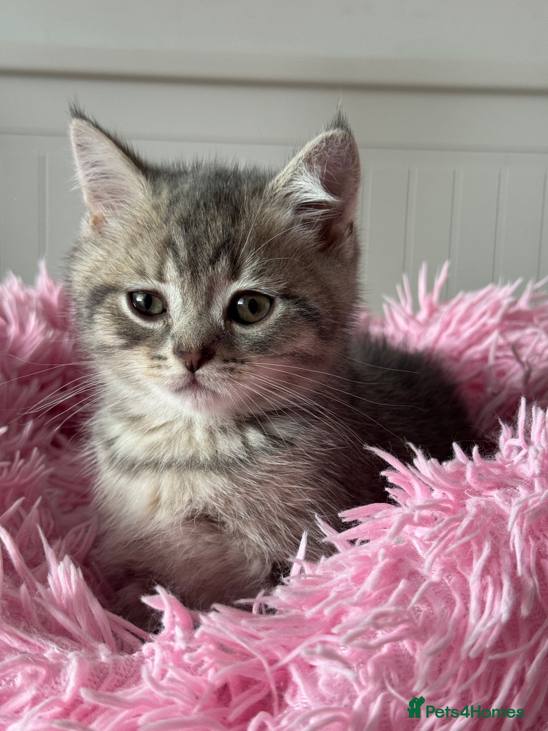 British Shorthair cats for sale: 5 Adorable British Shorthair Kittens - Image 29