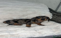 Dachshund dogs for sale: Adorable dachshund puppies ready for loving homes - Image 8