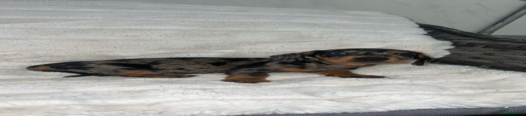 Dachshund Puppy 3