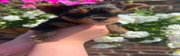 Yorkshire Terrier dogs for sale: ❤️ Beautiful Yorkshire Terrier Puppies ❤️ in Sittingbourne - Advert 9