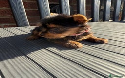 Yorkshire Terrier dogs for sale: Adorable Yorkshire Terrier Puppies for Sale - Image 4