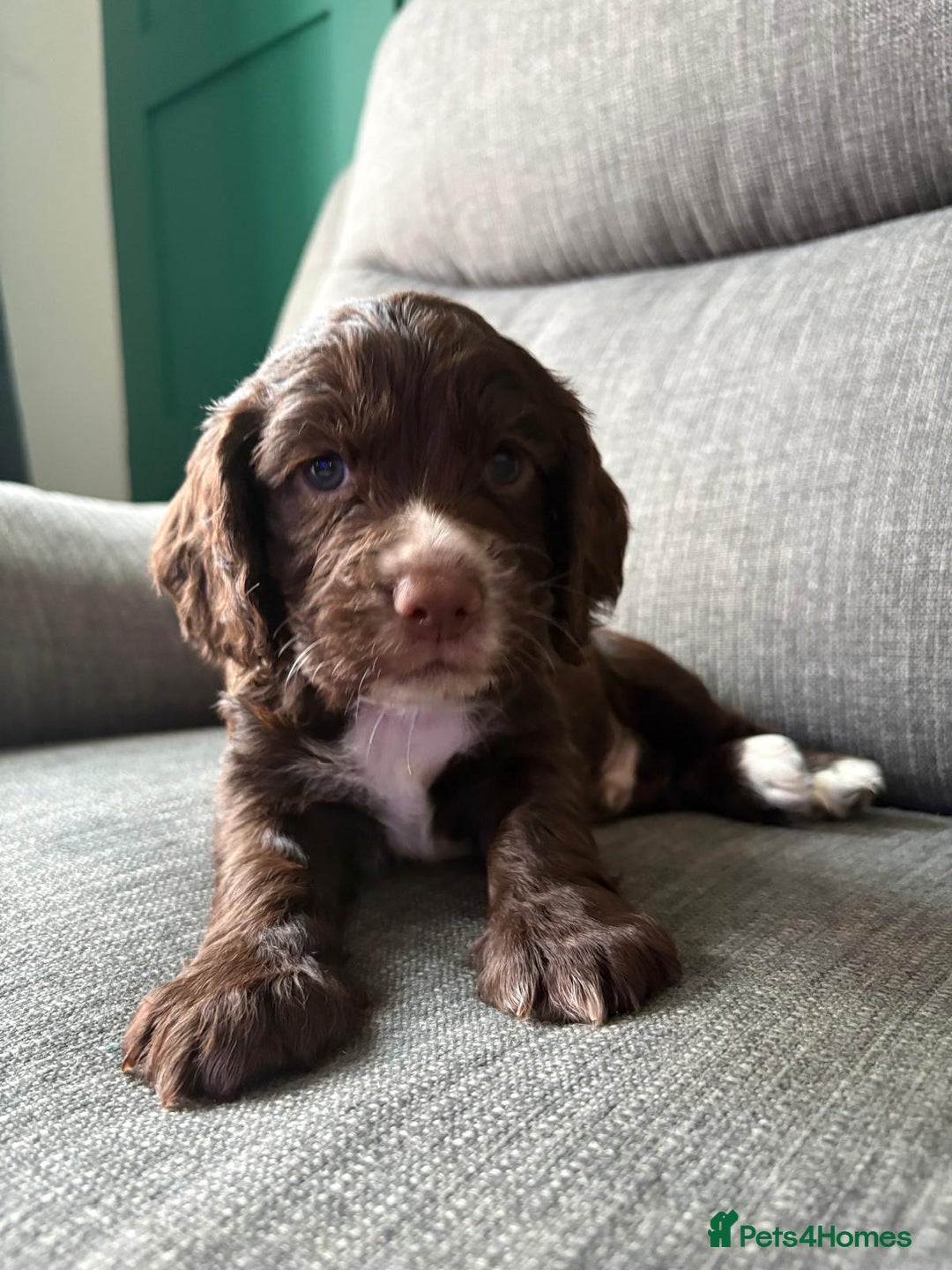 Cocker Spaniel dogs for sale: Working Cocker Spaniel puppy’s  - Advert 6