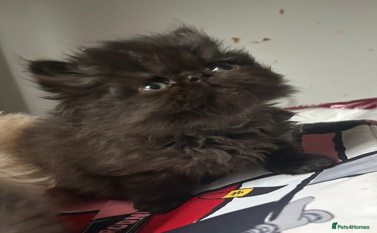 Persian cats in Northampton - Advert 8