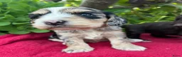 Cockapoo dogs for sale: F1 cockapoo puppies.  - Advert 9