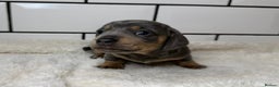 Miniature Dachshund dogs for sale: STUNNING MINIATURE DACHSHUNDS DAPPLE KC  - Advert 18