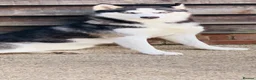 Siberian Husky dogs for sale: Puppy Siberian Husky  - Advert 16