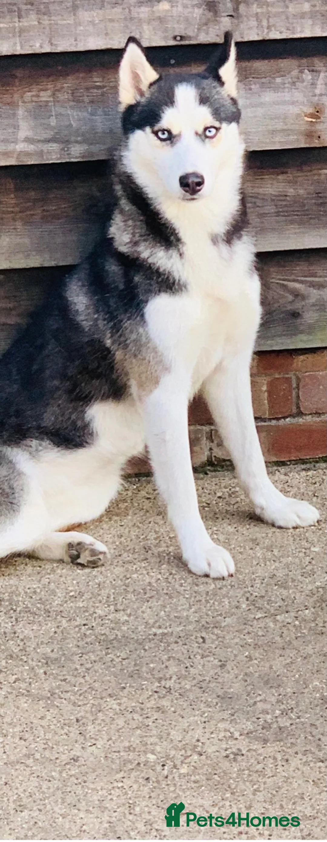Siberian Husky dogs for sale: Puppy Siberian Husky  - Advert 16