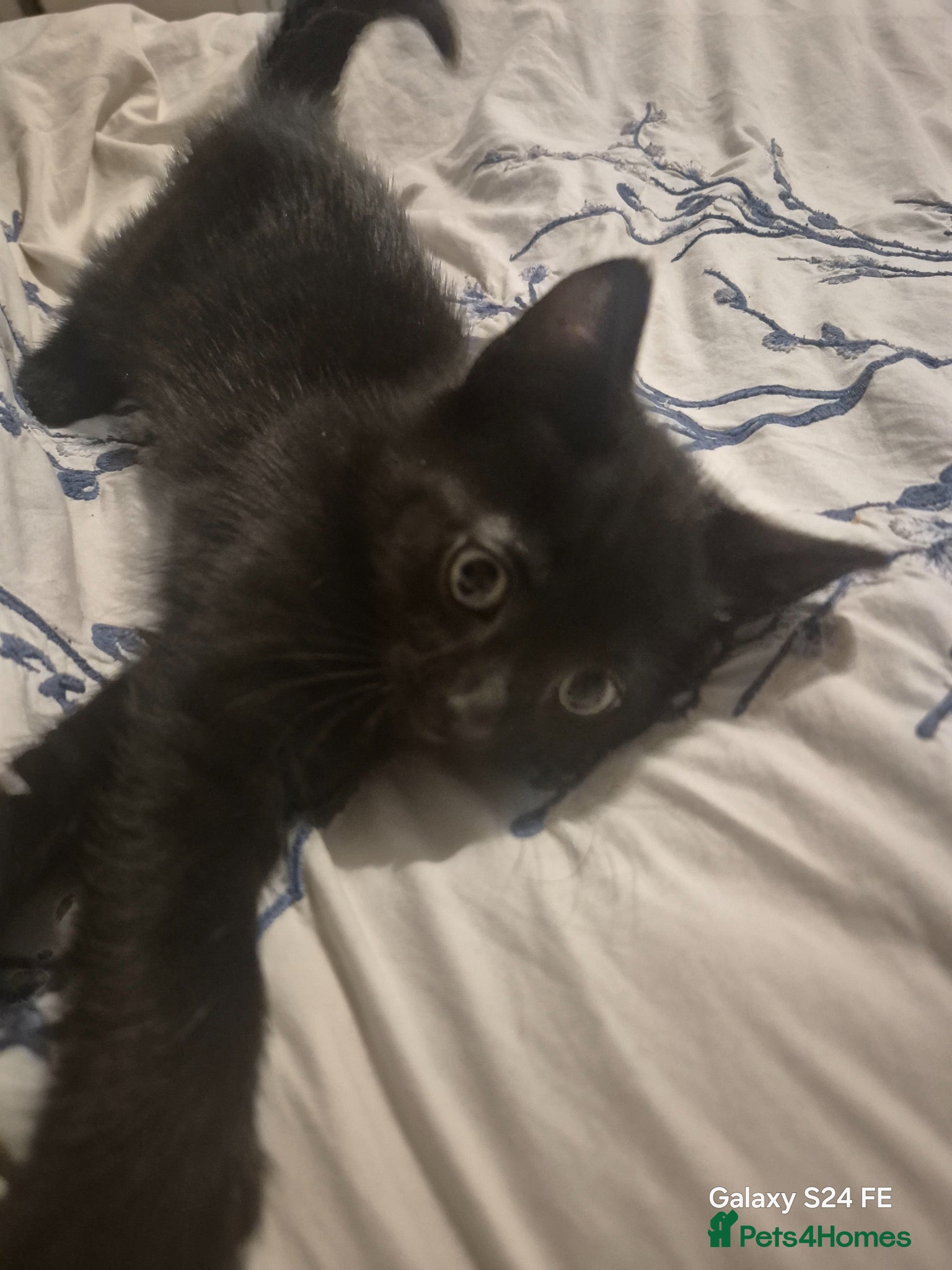 Mixed Breed cats 1 male left - Advert 8