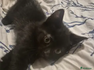 Mixed Breed cats 1 male left - Advert 8