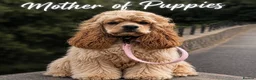 Cockapoo dogs for sale: American cockapoo from health tested parents - Advert 2