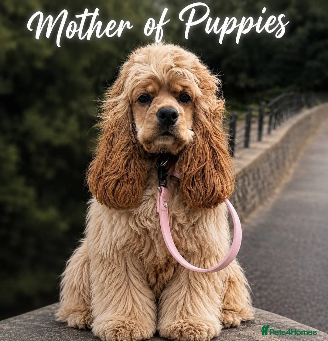 Cockapoo dogs for sale: American cockapoo from health tested parents - Advert 2