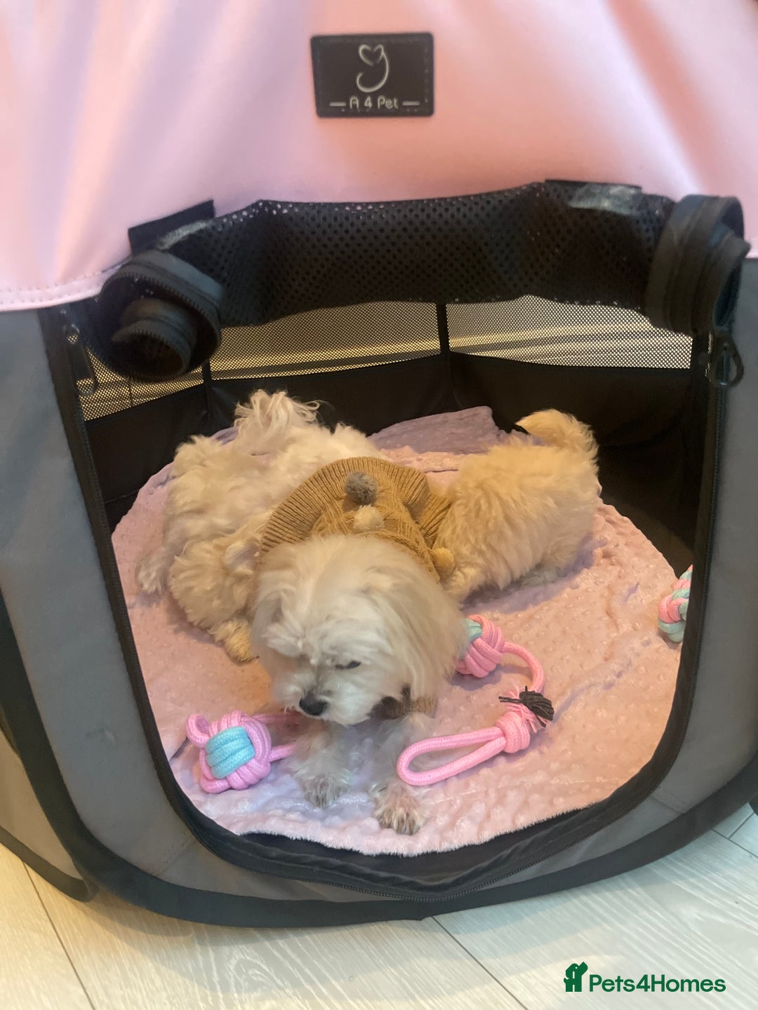 Maltese dogs for sale:  ✨ Special – Korean Maltese Puppies 🐾 - Advert 8