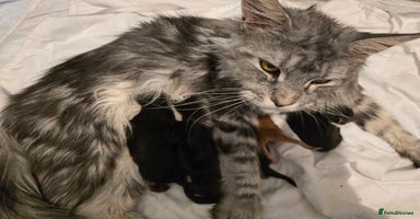 Maine Coon cats in High Wycombe - Advert 16