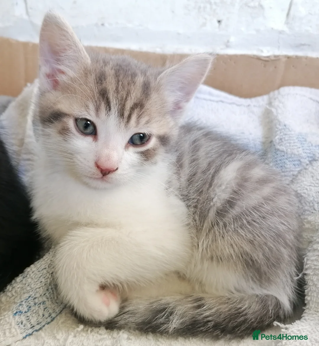 Mixed Breed cats for sale: Bombay Tuxedo - Advert 2