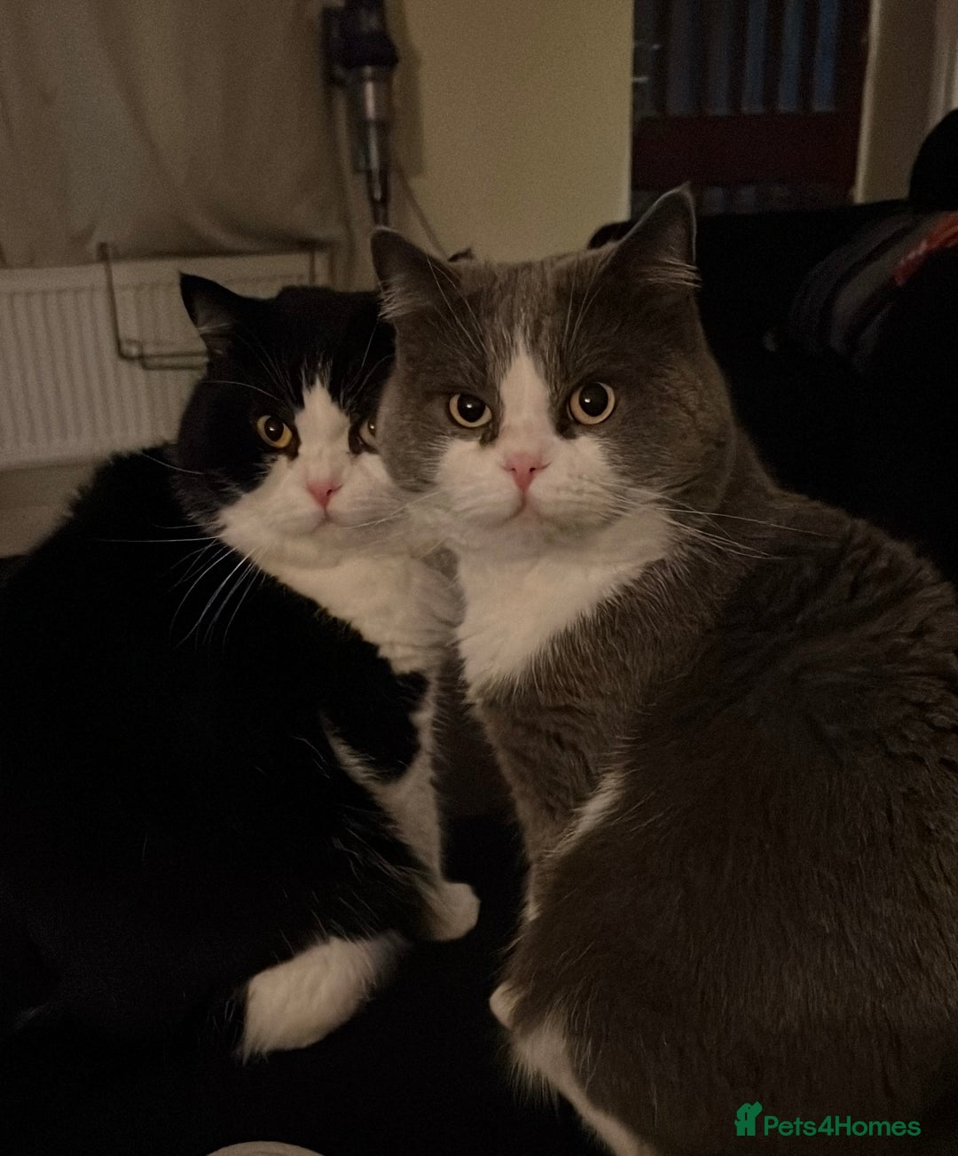 Ragdoll cats for sale: 7yr old Brothers need new home!! - Image 1