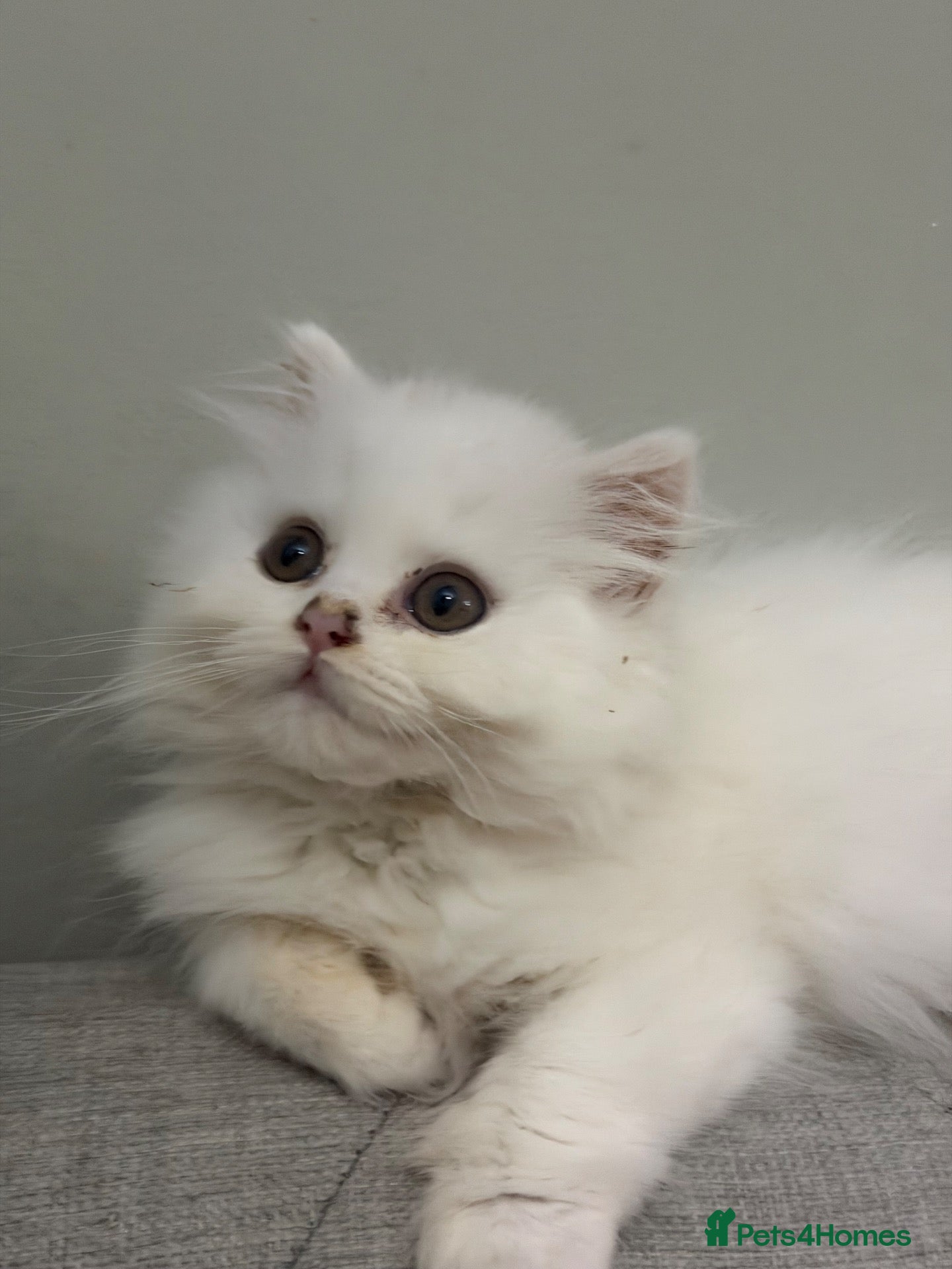 British Longhair cats Beautiful British Longhair Kittens – Boy & Girl - Advert 12