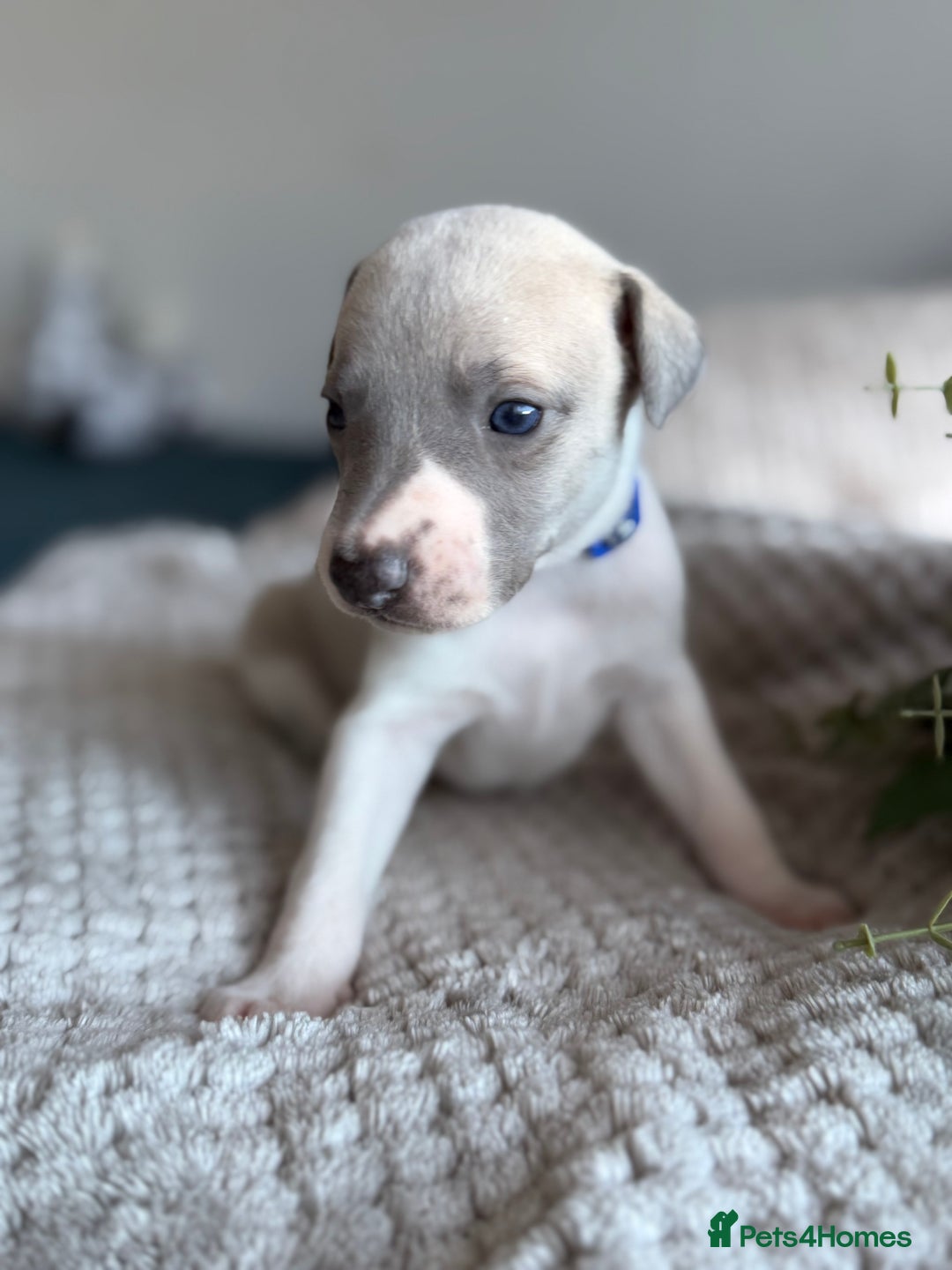 Whippet dogs for sale: 🏆KC Whippet Puppies - Gentle, Elegant & Loving🏆 - Image 4