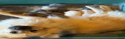 Pomchi dogs for sale: 3/4 Pomeranian (Pomchi's) - Advert 7