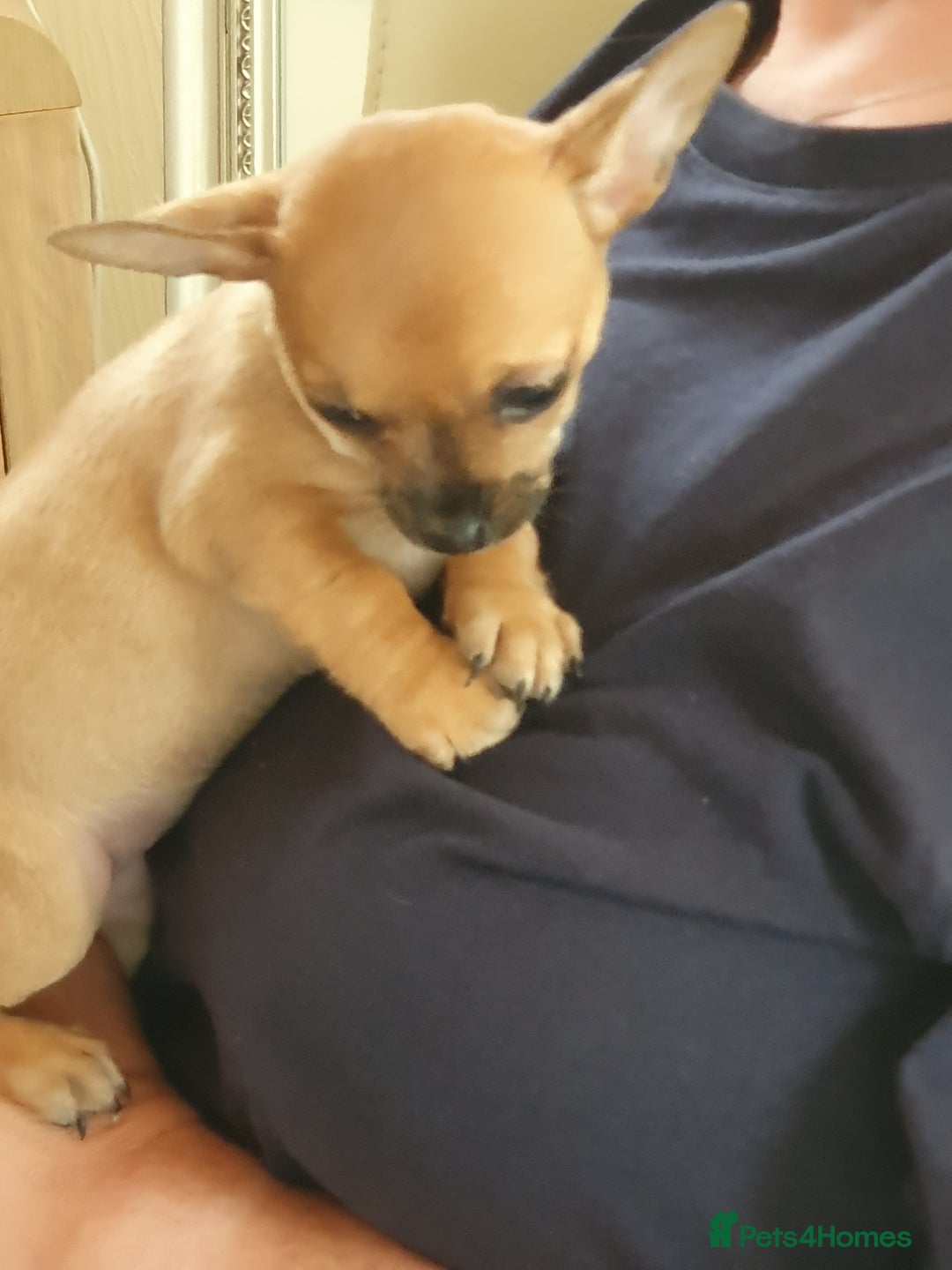 Chiweenie dogs for sale: Chihuahua pups - Image 9