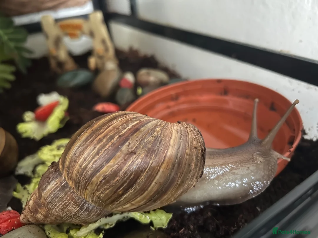 Snails invertebrates for sale: Giant African land snails in Swindon - Advert 6