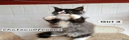 Maine Coon cats for sale: Stunning Black Smoke Registred Maine Coon Kittens - Advert 12