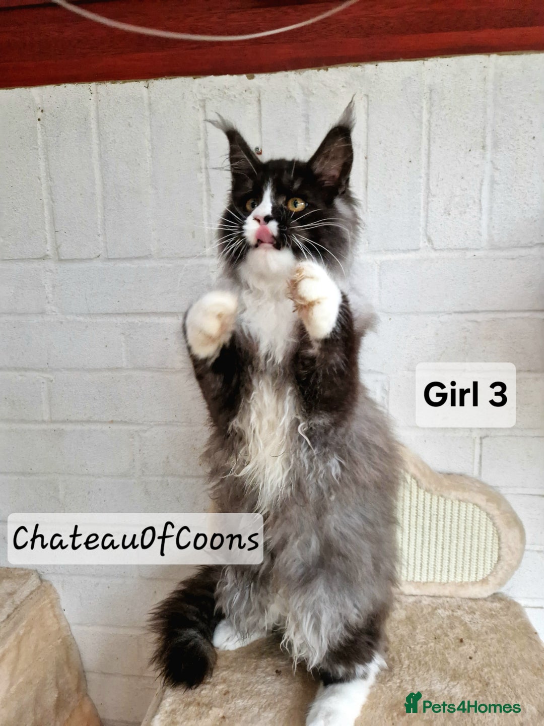 Maine Coon cats for sale: Stunning Black Smoke Registred Maine Coon Kittens - Advert 12