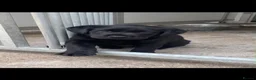 Labrador Retriever dogs for sale: Stunning Black Lab Pup..  - Advert 6