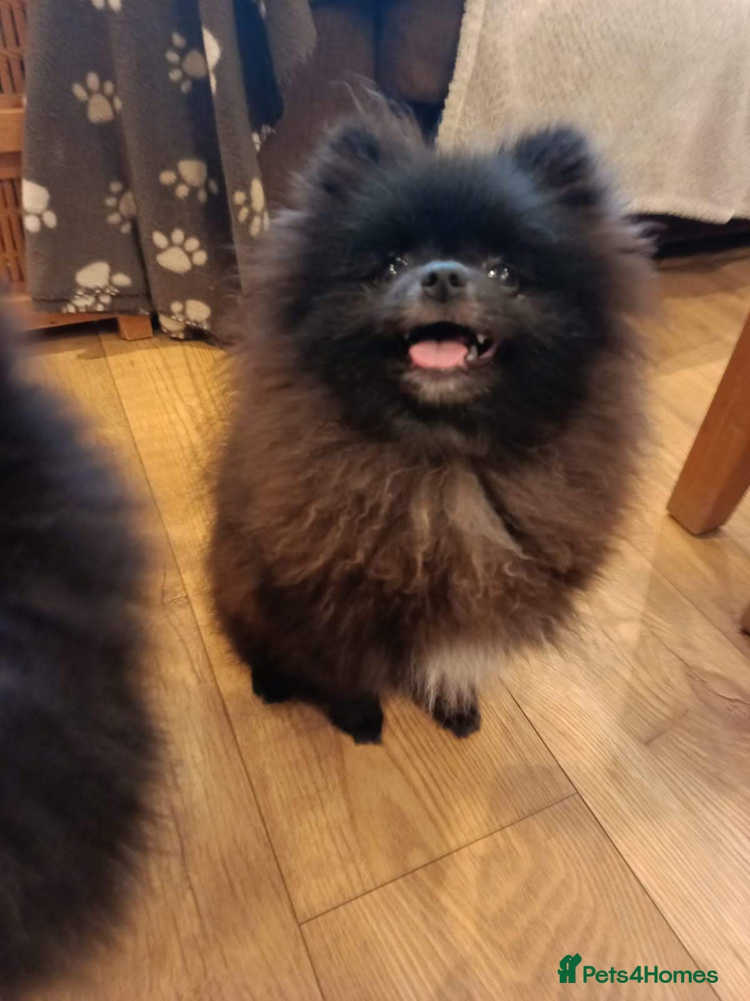 Pomeranian dogs for sale: Pom puppys with Kc reg , pedigree for sale - Advert 4