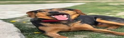 Mixed Breed dogs for adoption: Valentina - Advert 3