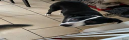 Mixed Breed dogs for sale: Collie mix pups in Gloucester - Advert 6