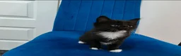 Mixed Breed cats for sale: Kittens for sale  in Reading - Advert 12