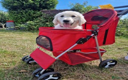 Golden Retriever dogs for sale: 15 month old Golden Retriever, Male, sweet, gentle - Image 3