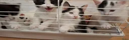 British Shorthair cats for sale: Adorable Kittens Looking for Their  Homes! - Advert 2