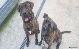 Presa Canario dogs for sale: Presa Canario pups - Image 6