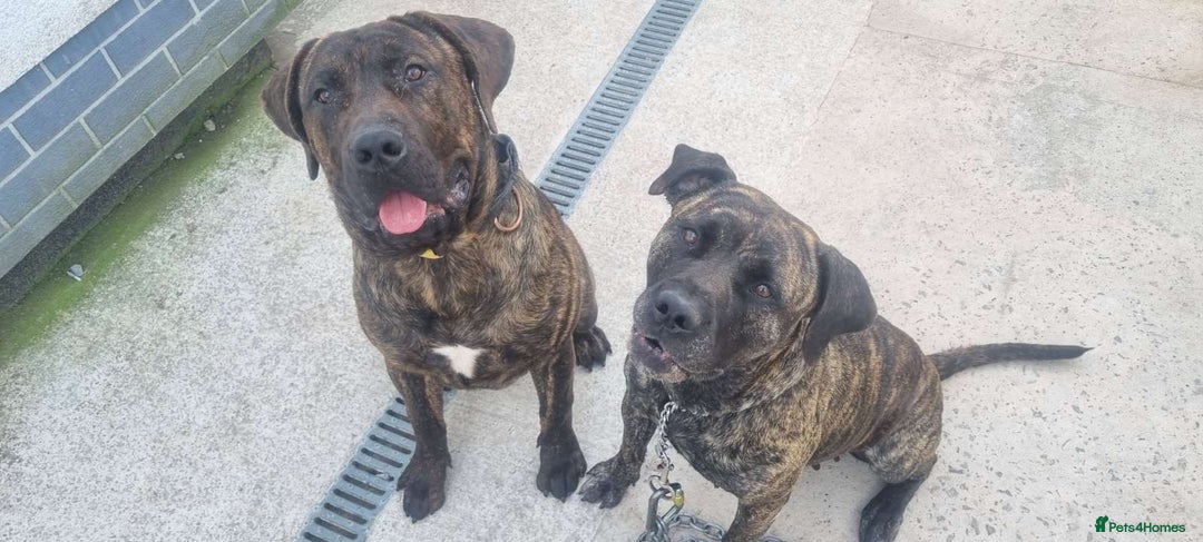 Presa Canario dogs for sale: Presa Canario pups - Image 6