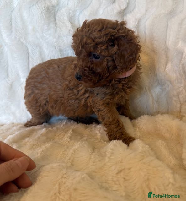 Toy Poodle dogs GORGEOUS RED KC TOY POODLE PUPPIES - Advert 2