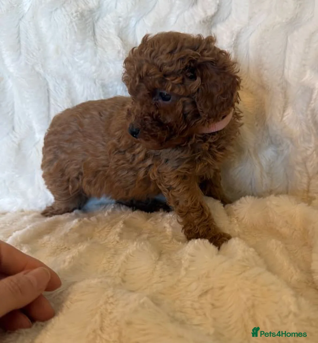 Toy Poodle dogs for sale: GORGEOUS RED KC TOY POODLE PUPPIES - Advert 2
