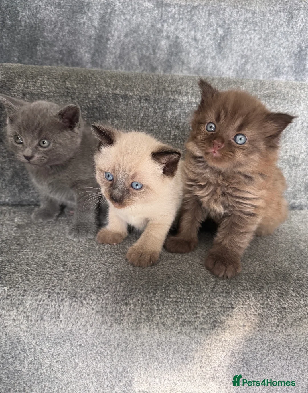 British Shorthair cats for sale: Grey/blue British short hair female left - Advert 2