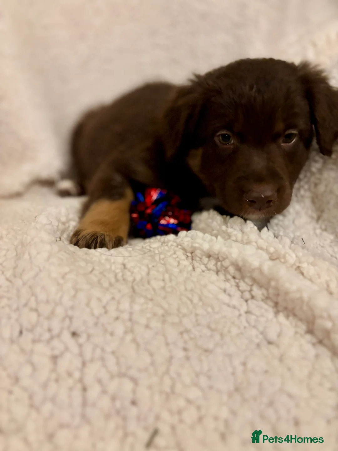 Borador dogs for sale: Beautiful Borador puppies for sale  - Advert 4