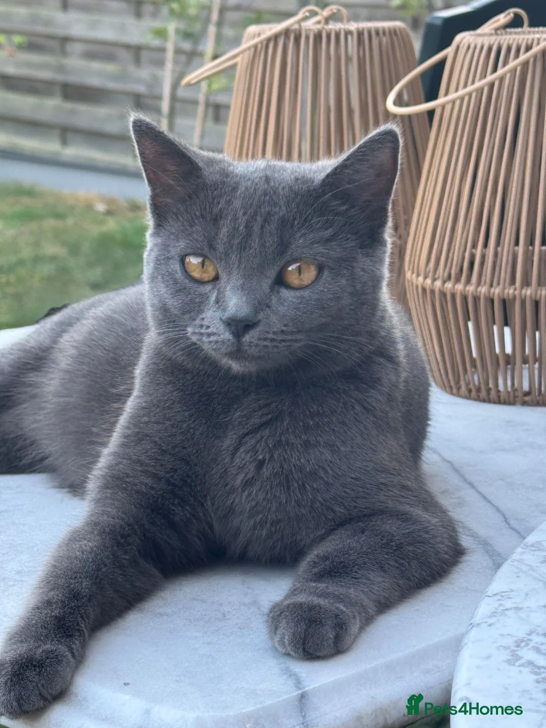 Mixed Breed cats for sale: British shorthair cross boy kitten  in Loughton - Advert 4